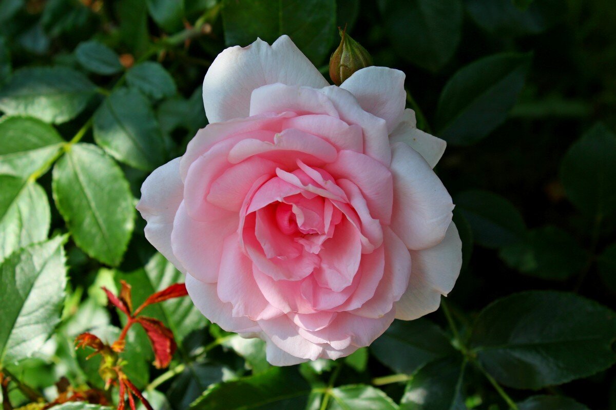 *** - Евгений Васильев