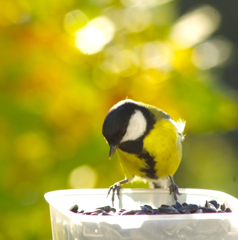 Синица большая... - Юрий Куликов