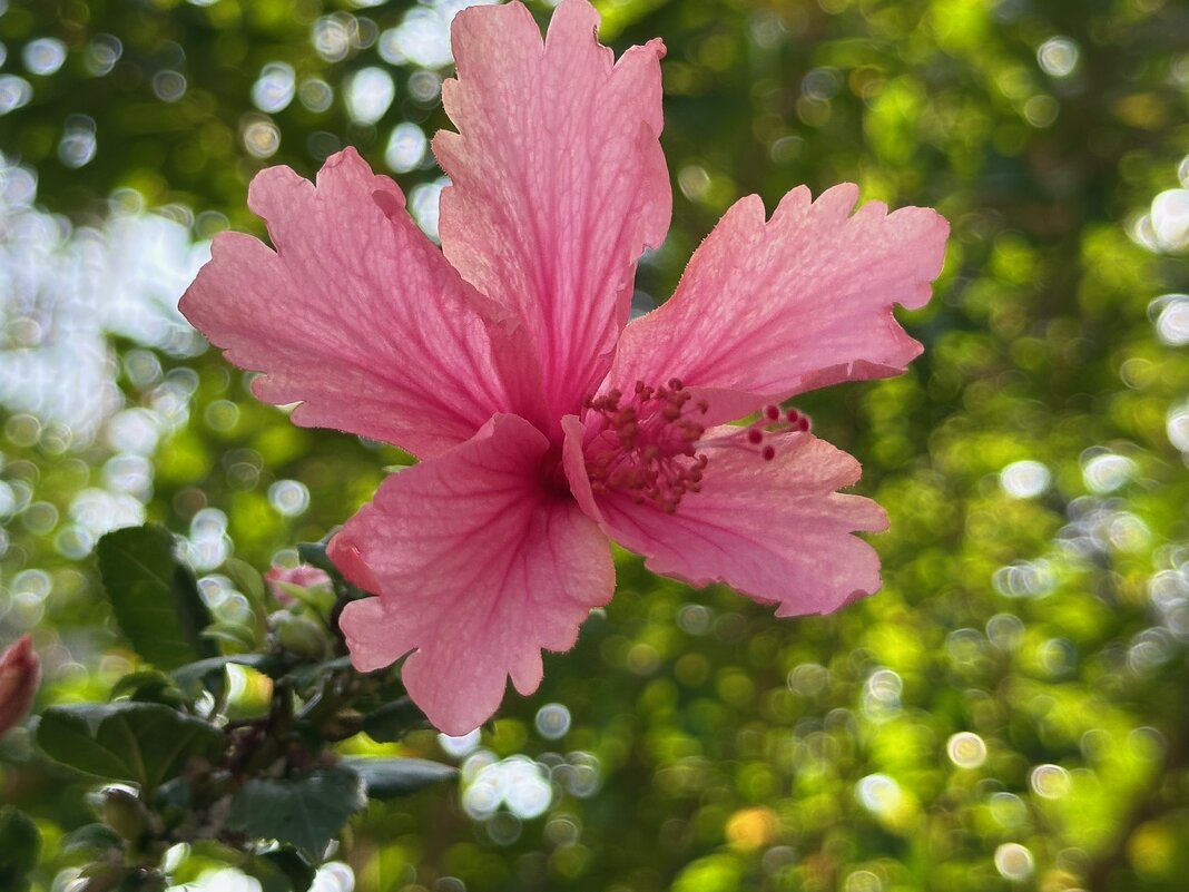 Цветение гибискуса в октябре - Александр Деревяшкин