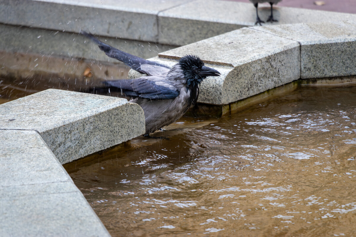 Утренние процедуры - Игорь Чичиль