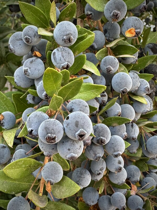 Мирт - Александр Деревяшкин