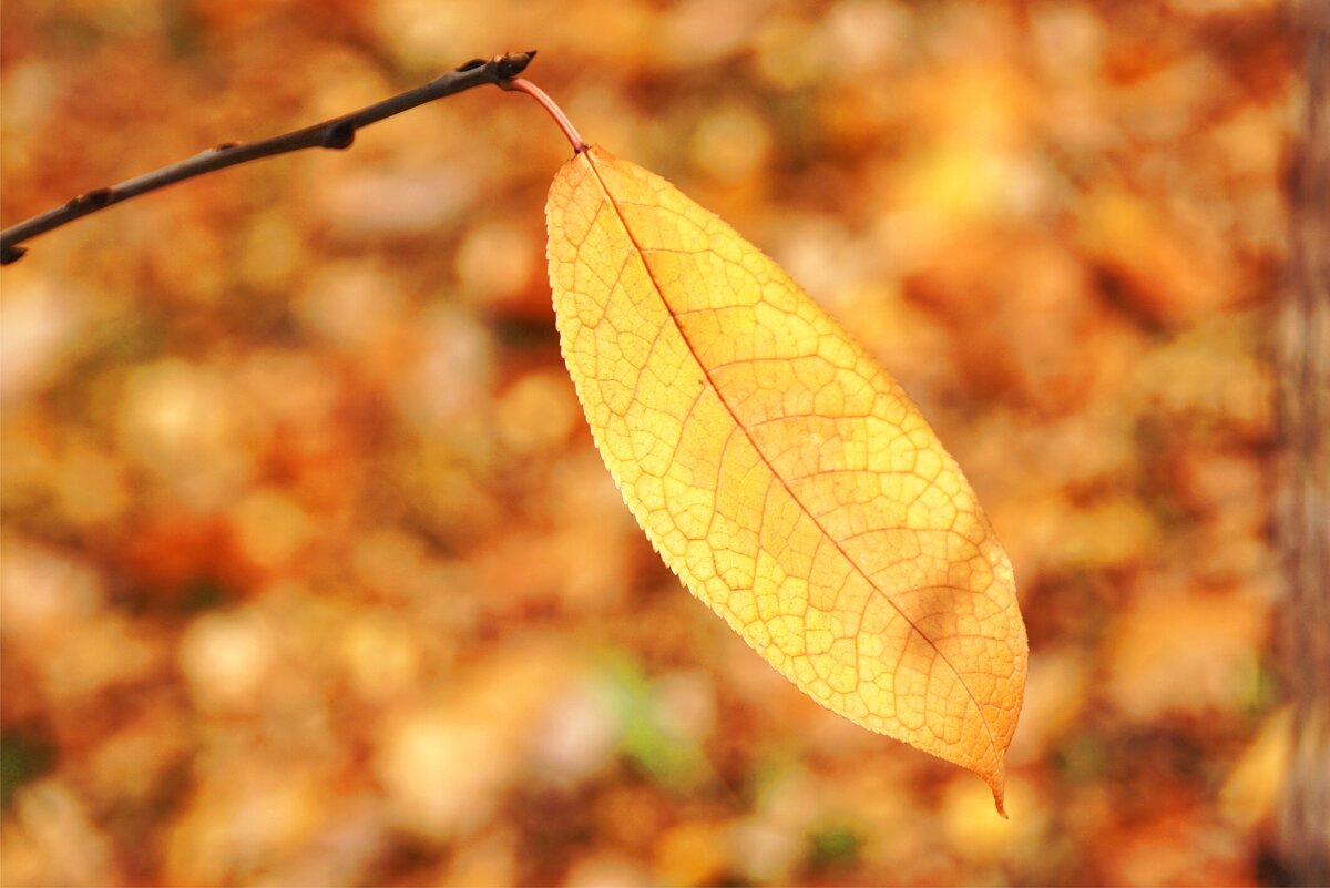 Янтарное время - Наталия Григорьева