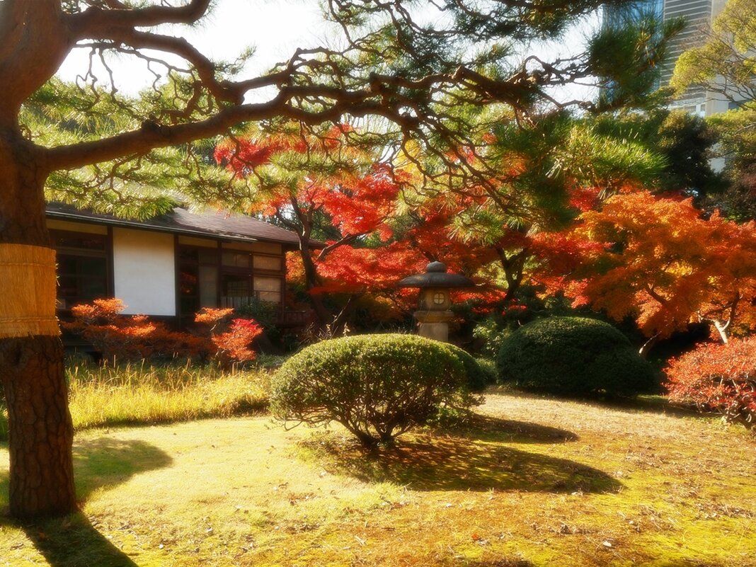 В осеннем саду Токио красные клёны пылают - Civetta *** В осеннем саду Токио красные клёны пылают - Civetta ***