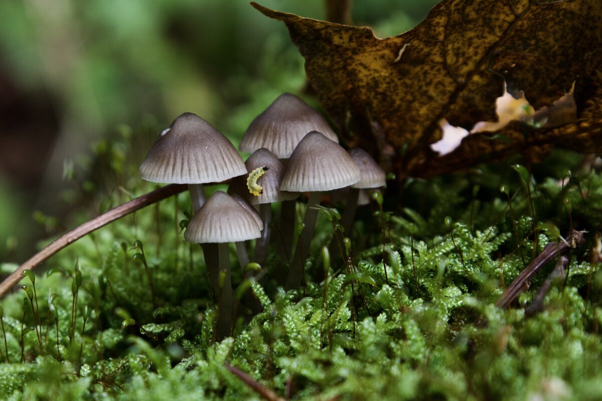 Cемейка. - Lucy Schneider 