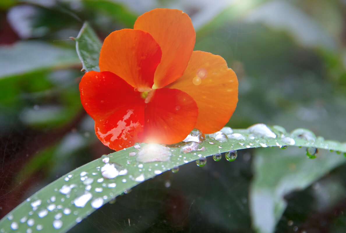 Красиво уходит в зиму... - Ирэна Мазакина