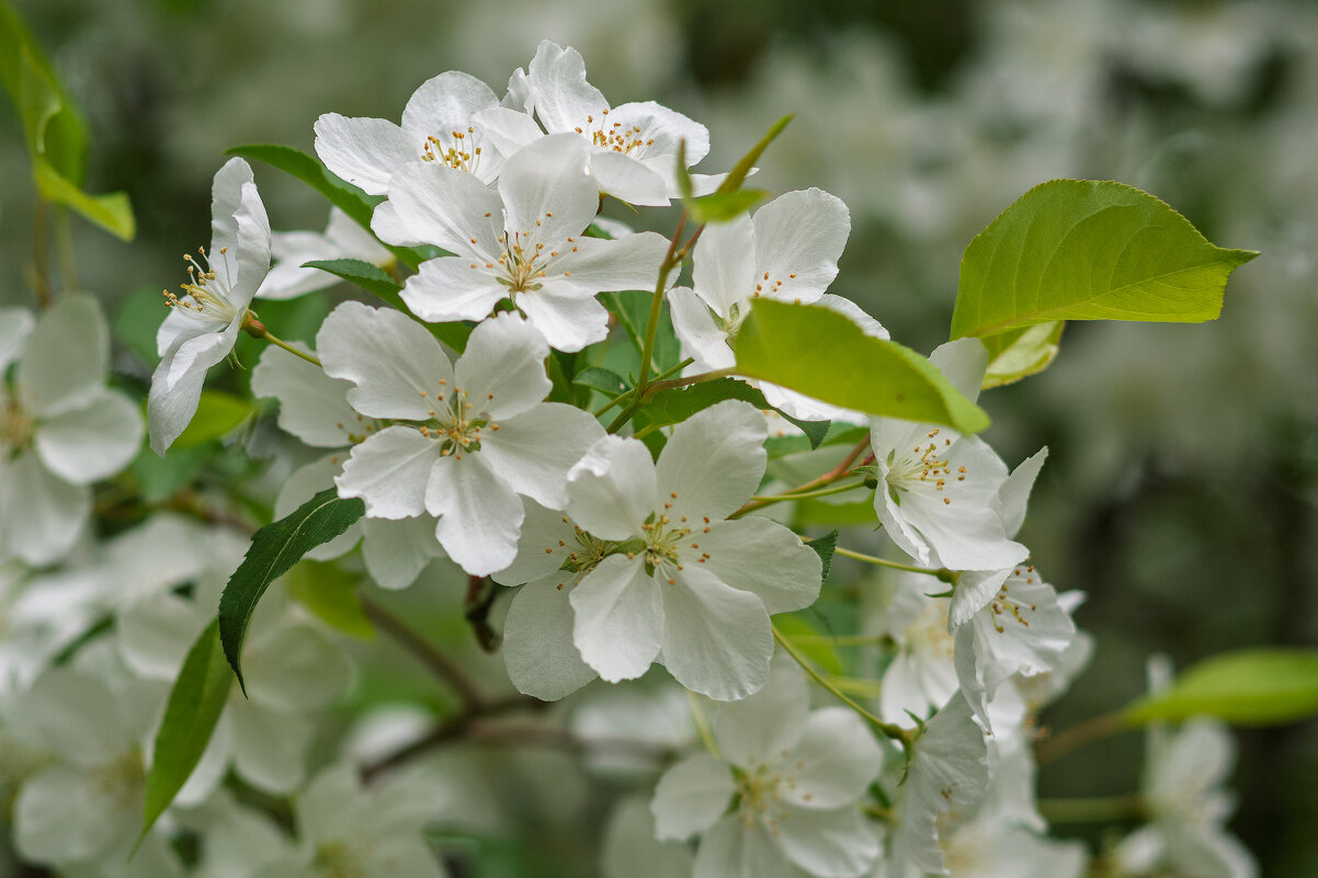 *** - Виктор Иванович Чернюк