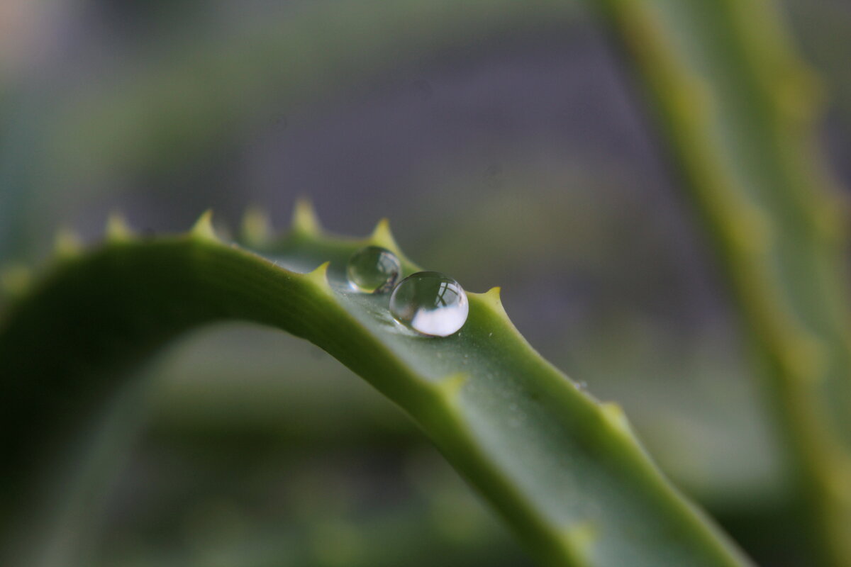 Капельки. - Нина Сироткина 