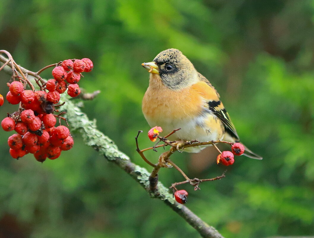 рябиновый год - Andrey Bragin 
