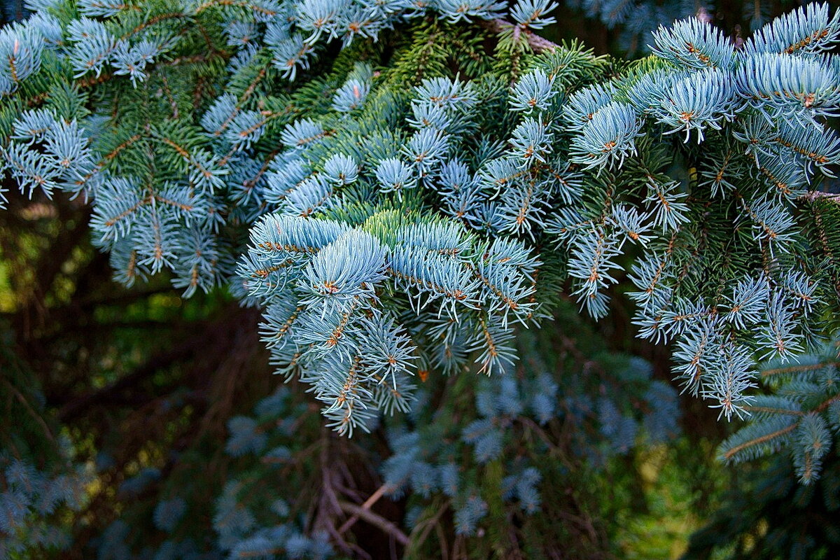 Голубая Ель... Макро - фрагмент... - Игорь Тельцов