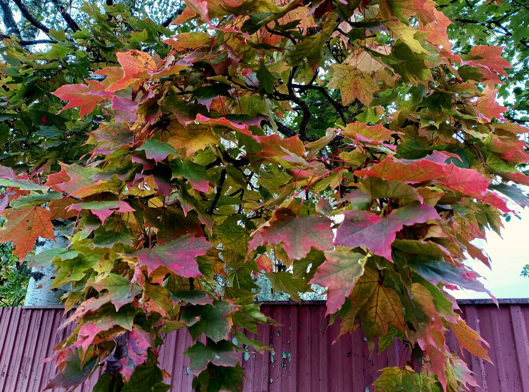 Октябрьский мотив... - Мария Васильева Октябрьский мотив... - Мария Васильева