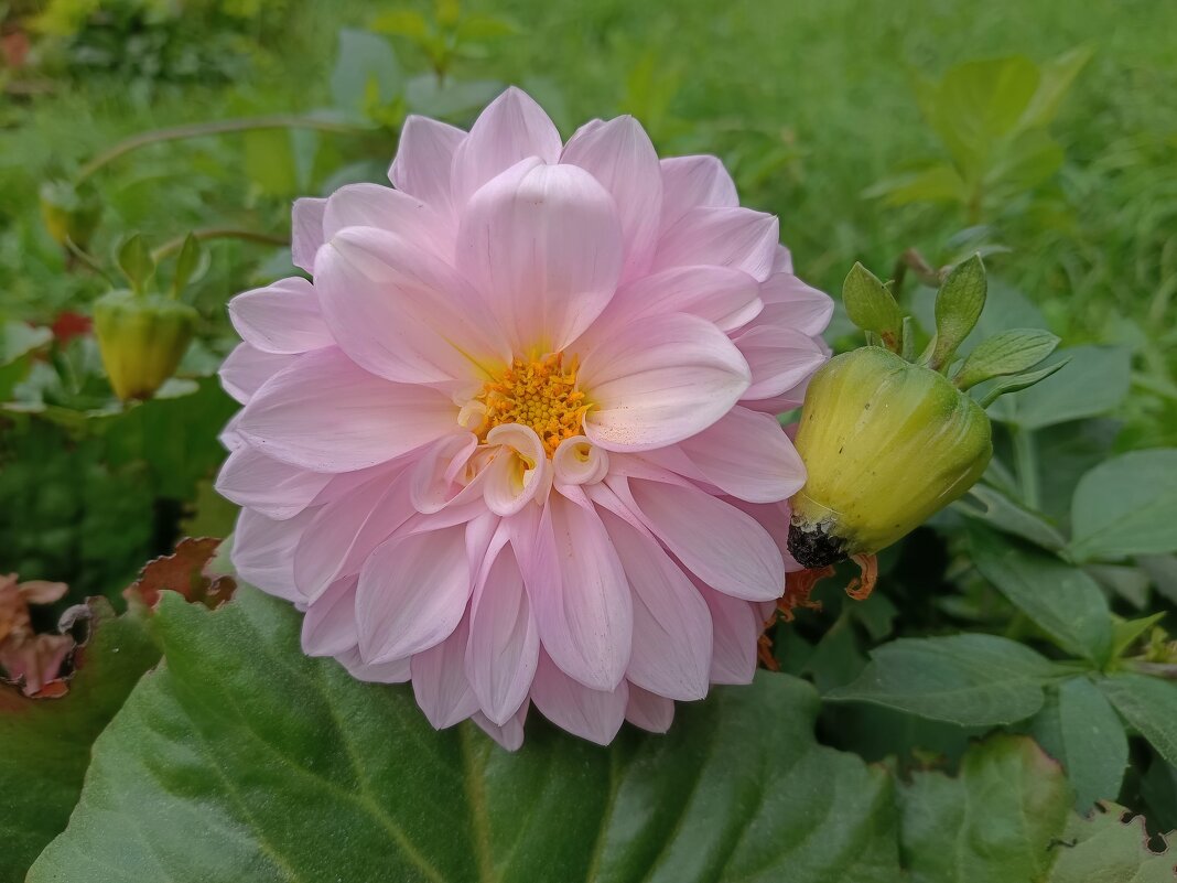 Цветы в октябре - Мария Васильева