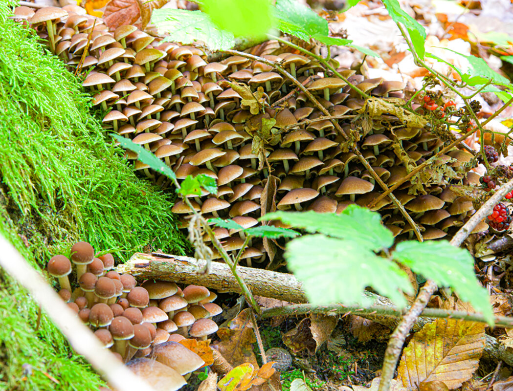 Грибная лесенка. - Lucy Schneider 