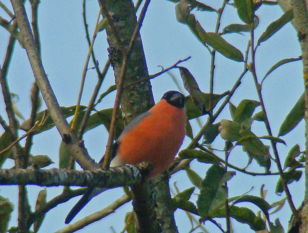 снегирь - gawrilа - dan