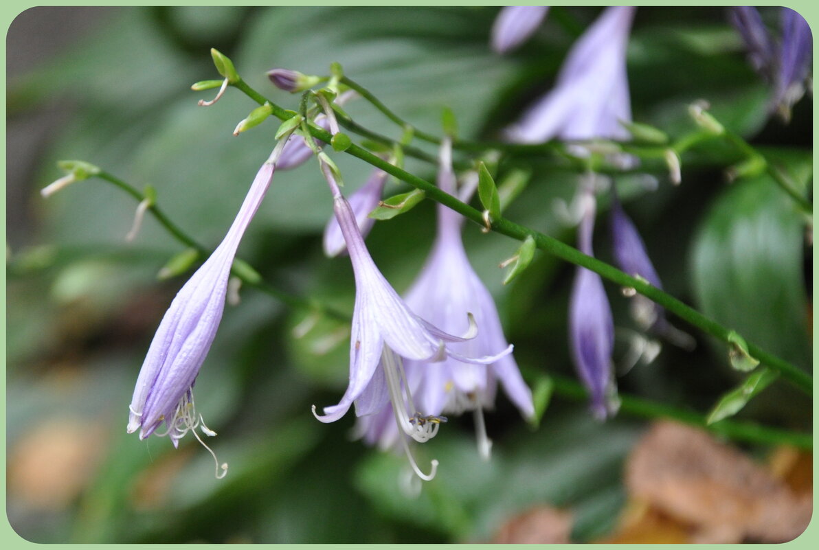 Хоста на даче - Татьяна Машошина