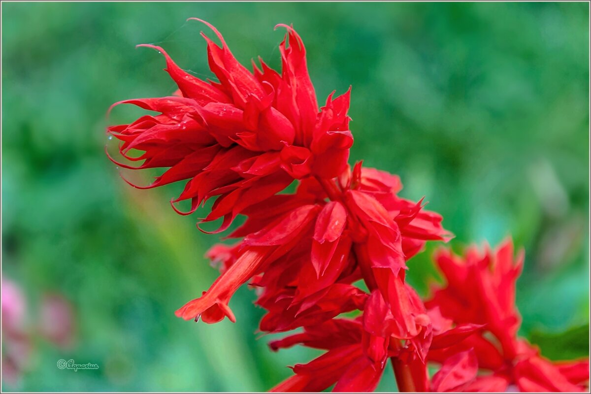 Про сентябрь... - Aquarius - Сергей