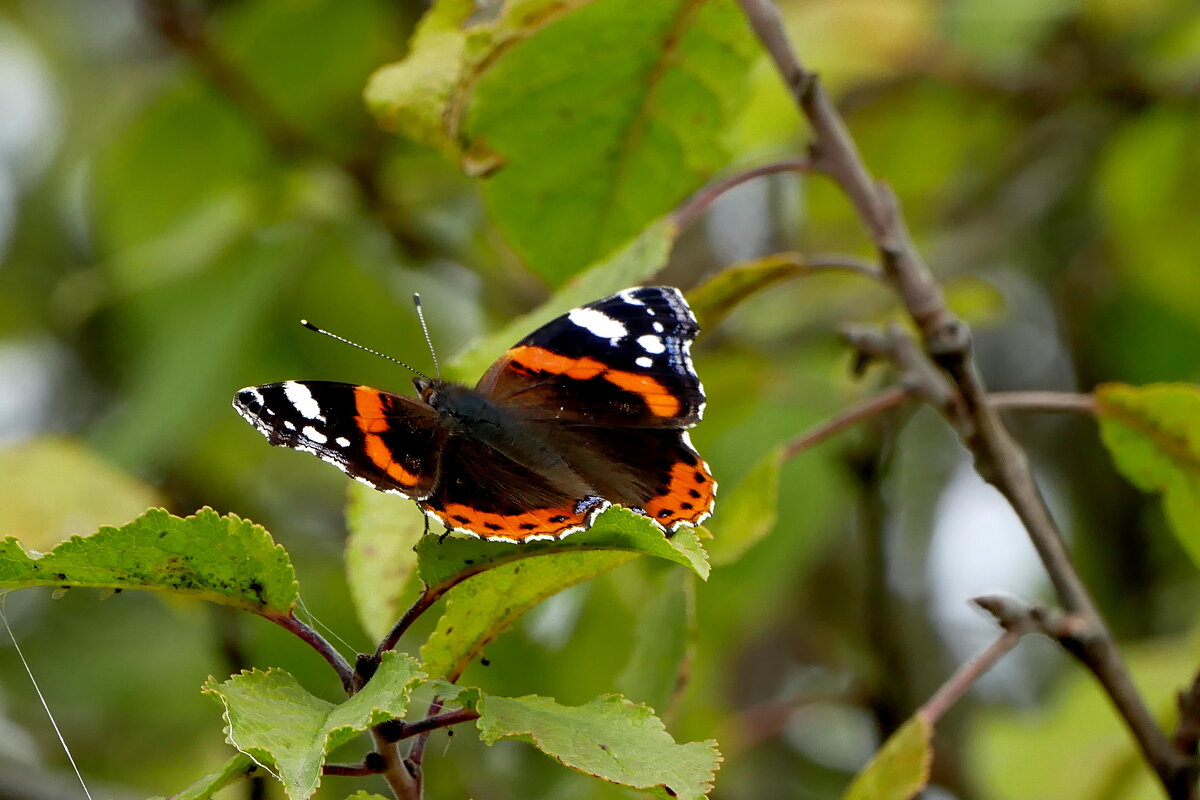 из вчерашней съёмки 4 - Александр Прокудин из вчерашней съёмки 4 - Александр Прокудин