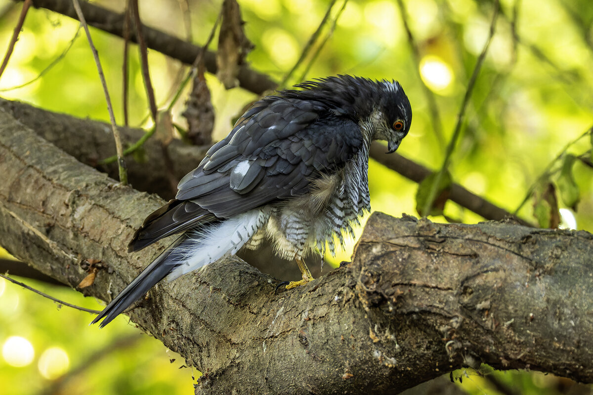 Ястреб перепелятник. - Alexander Amromin