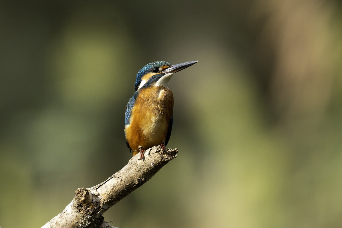 *** - Alexander Amromin