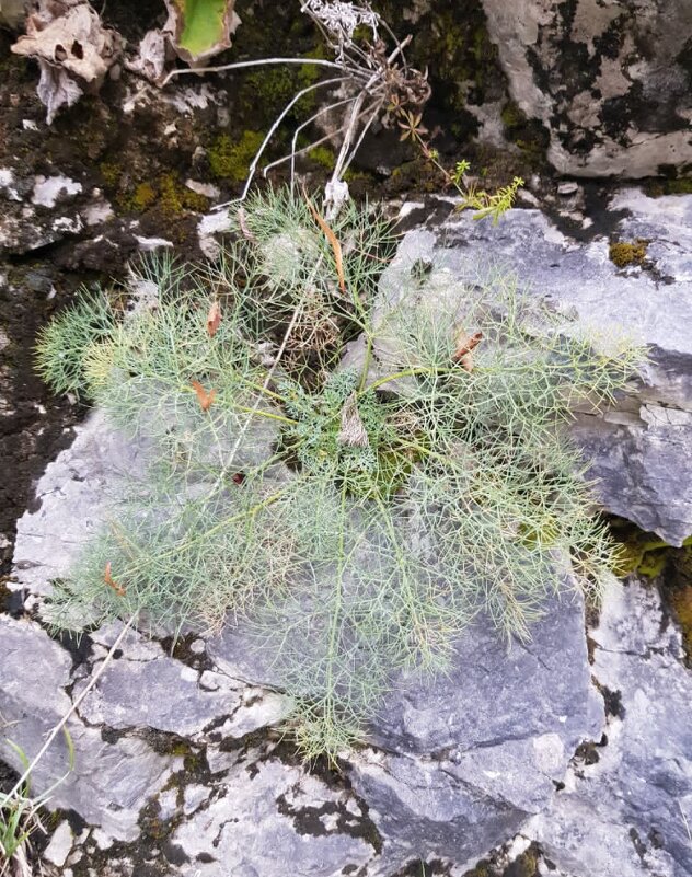 НА ГРАНИЦЕ С АБХАЗИЕЙ - Tata Wolf