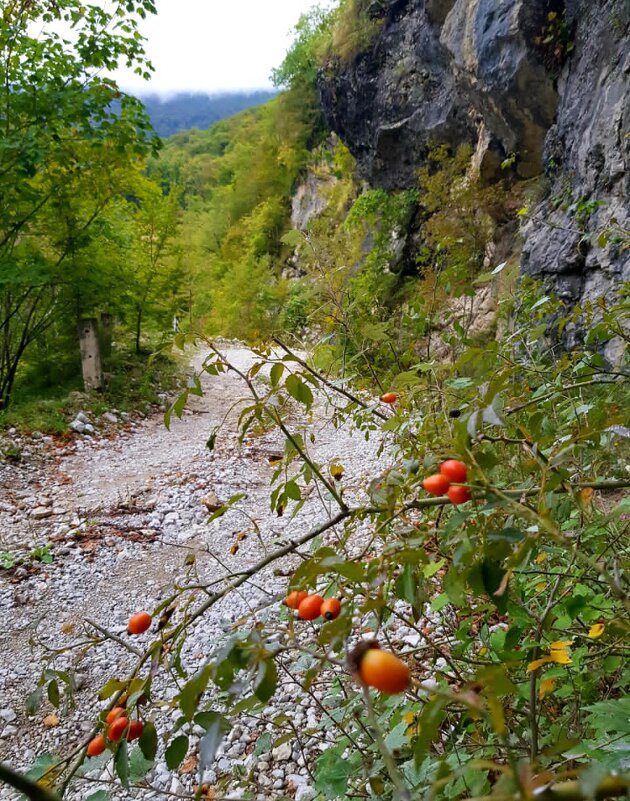 НА ГРАНИЦЕ С АБХАЗИЕЙ - Tata Wolf