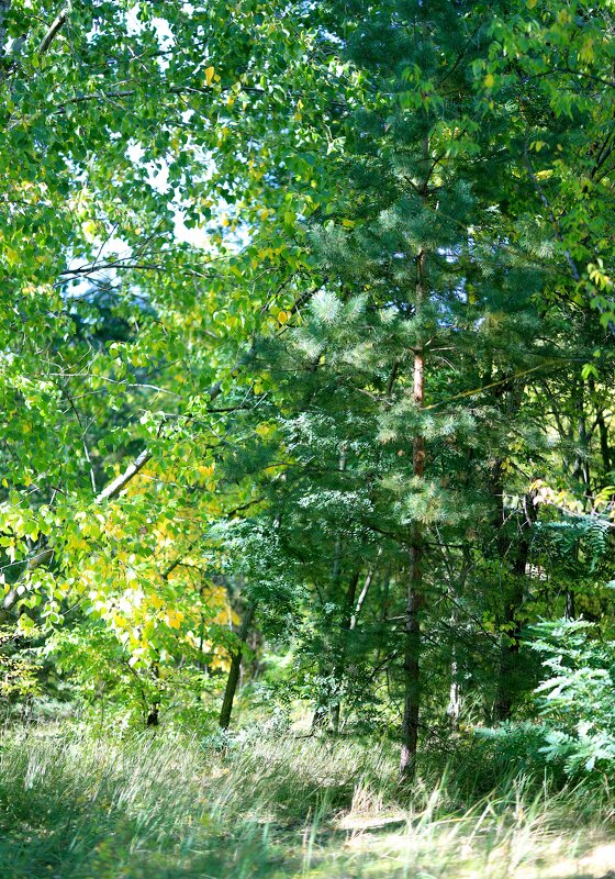 В парке - Андрей Л. В.