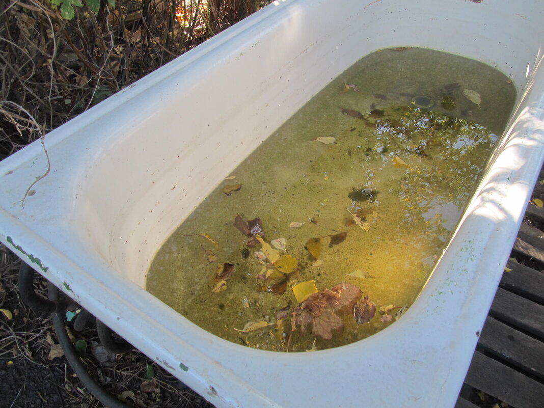 сентябрь на даче - Елена Шаламова