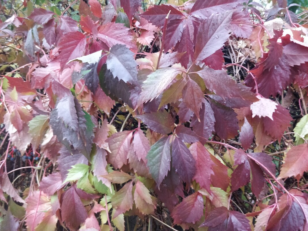 Дикий виноград - Андрей Хлопонин Дикий виноград - Андрей Хлопонин