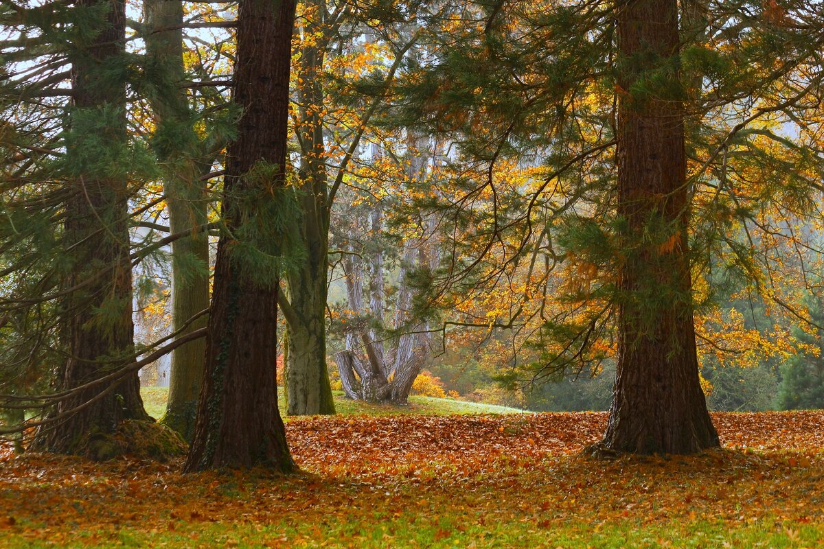 Осенний лес - Юрий. Шмаков