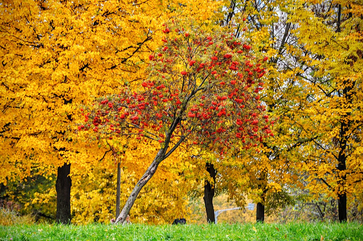 Братеевская осень,,, - Анатолий Колосов