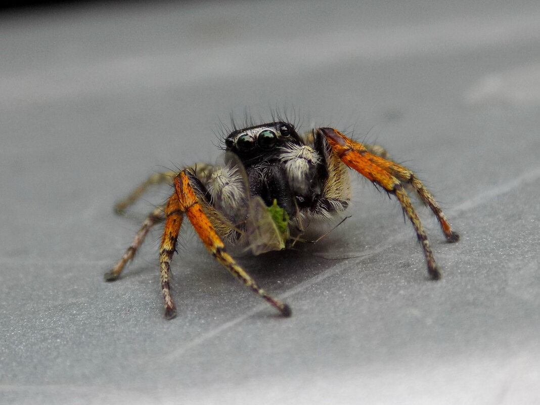 Скакунчик и тля - Константин Штарк