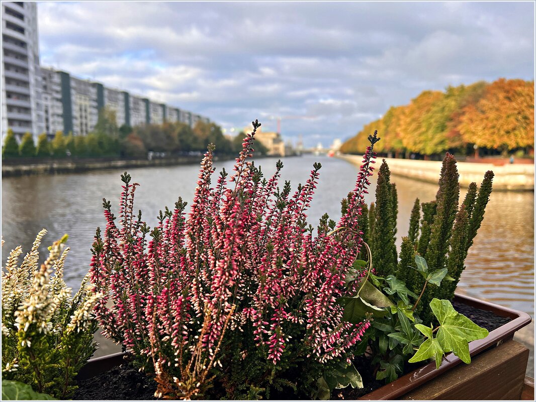 Цветы на набережной. - Валерия Комова