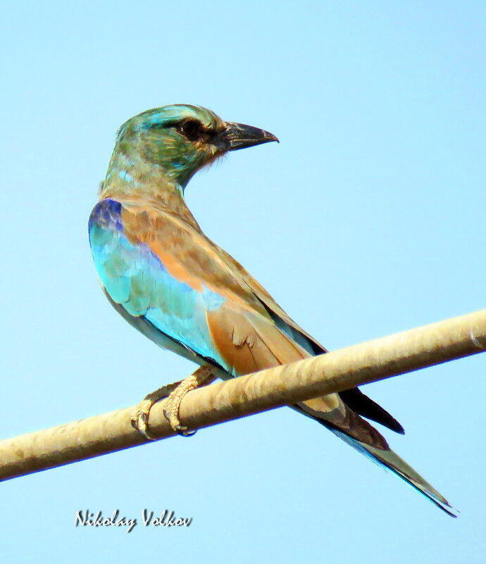 Сизоворонка - Николай Волков