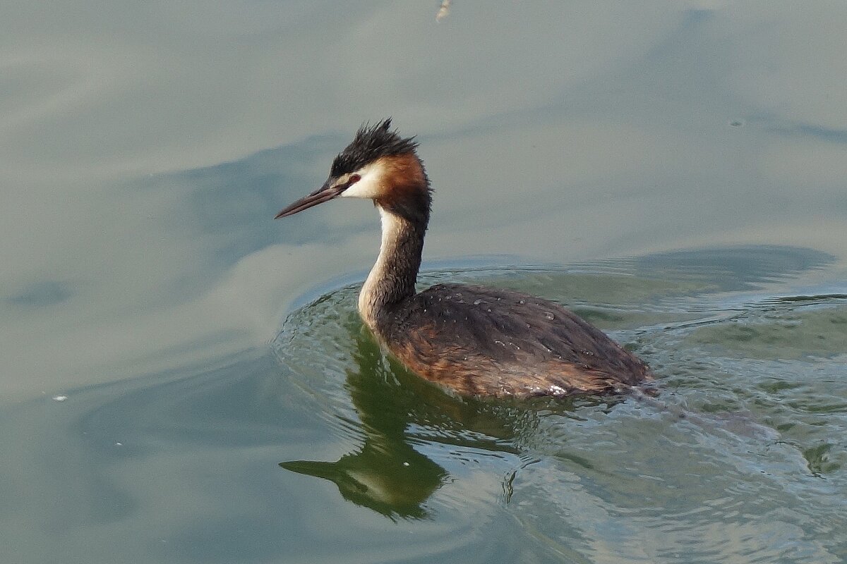 Чомга - Рита Симонова