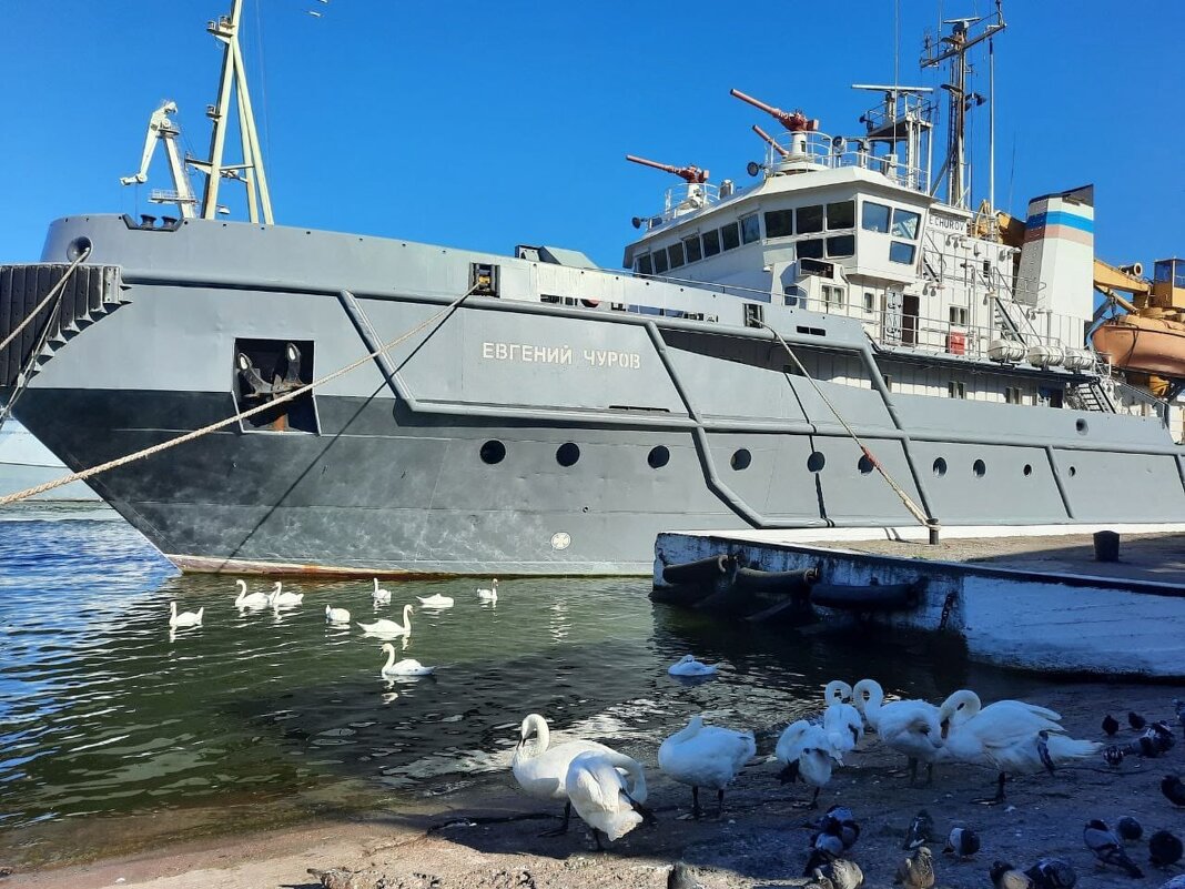 Бесстрашные лебеди Балтийска. - Ольга 