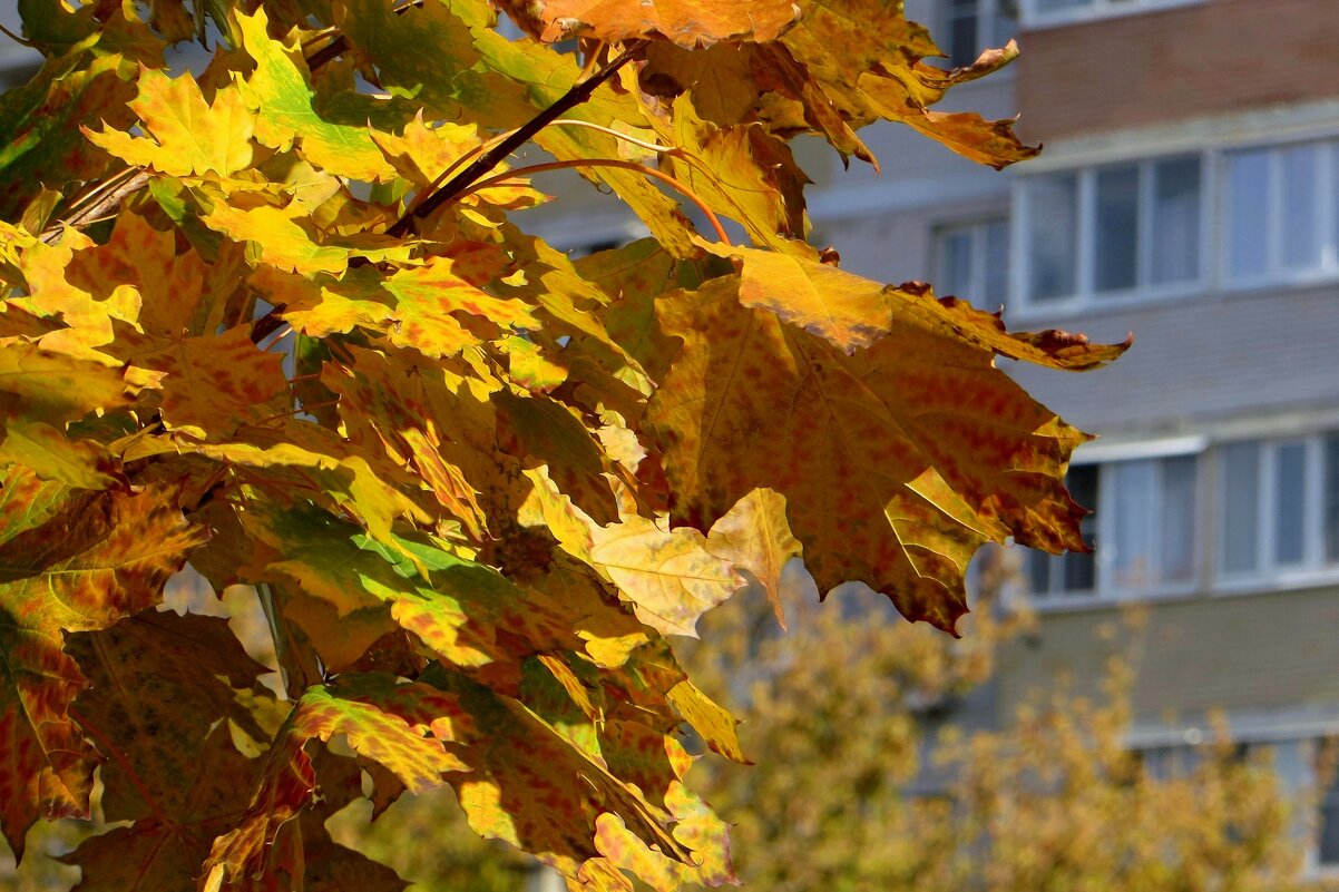Тиха осенняя краса в лучах октябрьского света... - Татьяна Смоляниченко