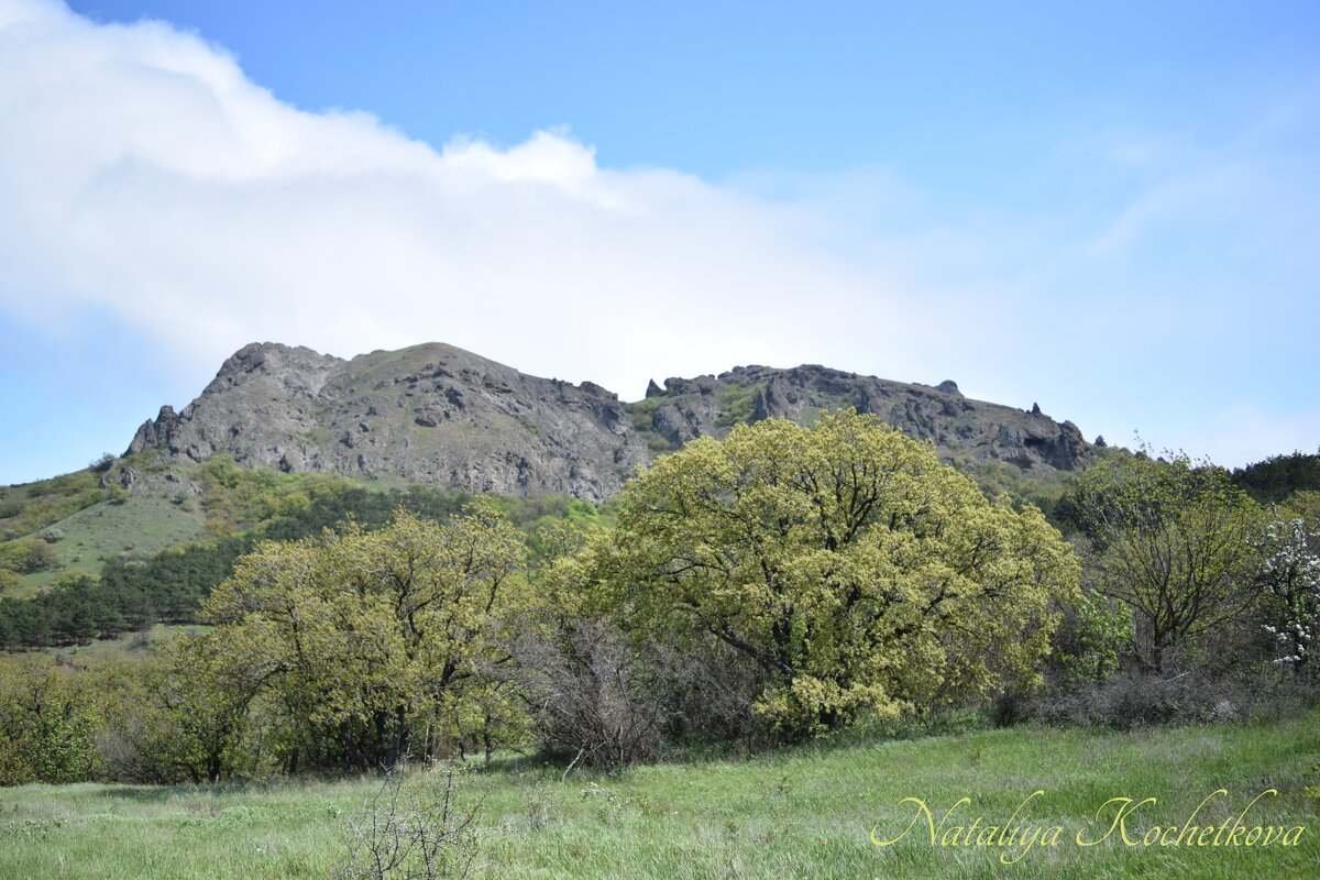 Природа Крыма - Amazing Cosmea