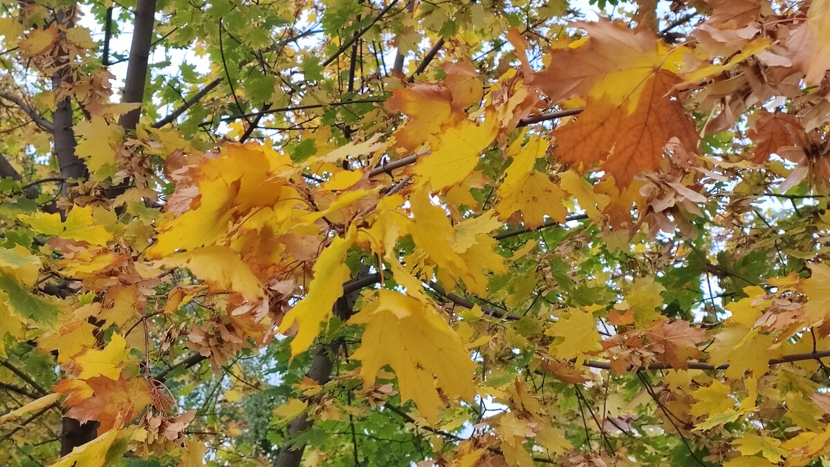 ,,, - Сергей Тимоновский