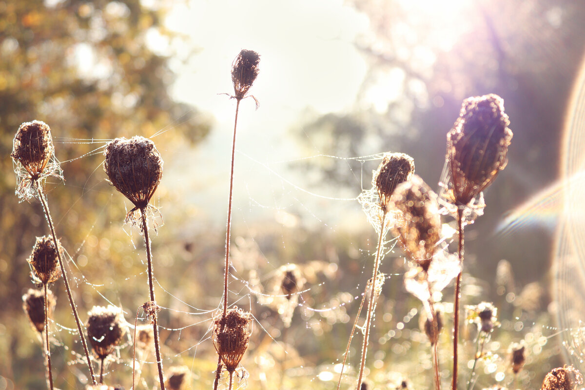 *** - Елена Kазак (selena1965)