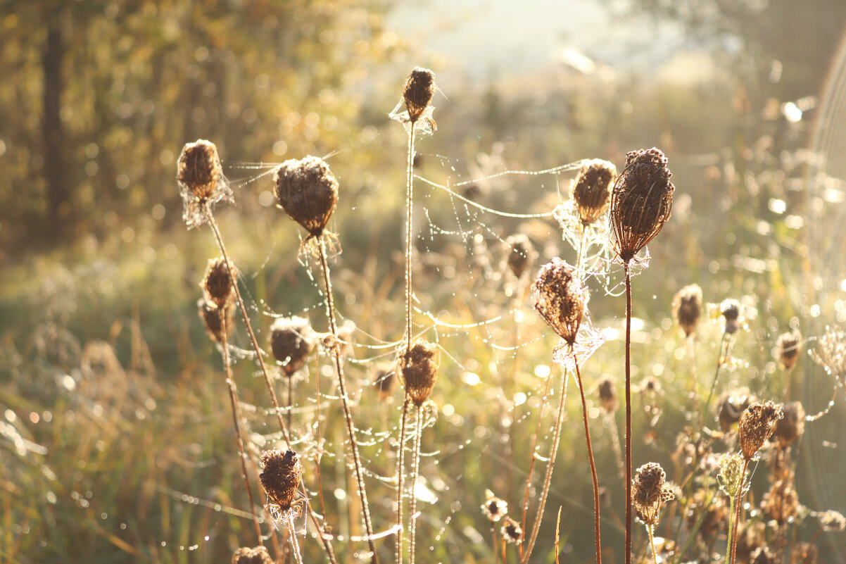 *** - Елена Kазак (selena1965) *** - Елена Kазак (selena1965)