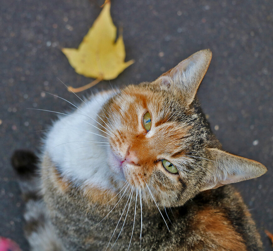 Киса-кокетка - Светлана Киса-кокетка - Светлана
