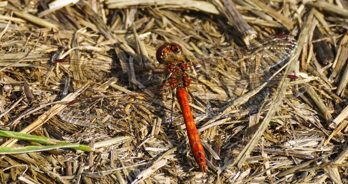 Стрекоза - Игорь Сикорский