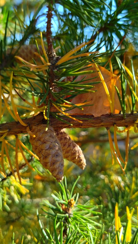 Осенние тона - светлана льдокова