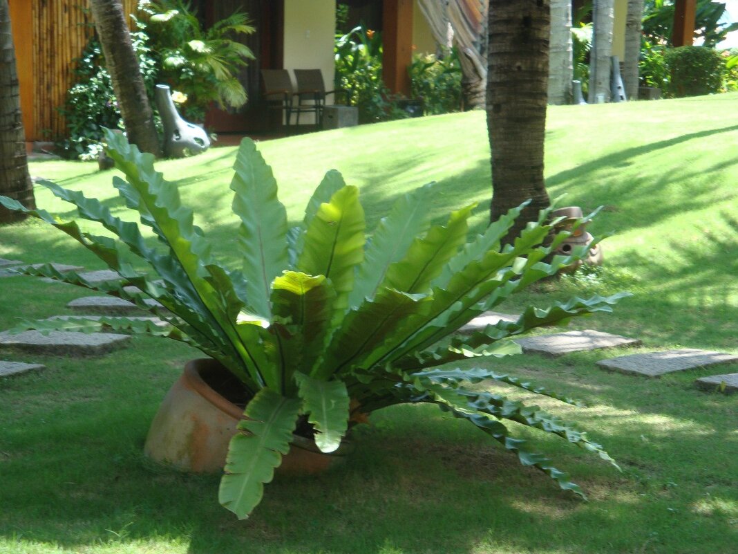 природа - николай 