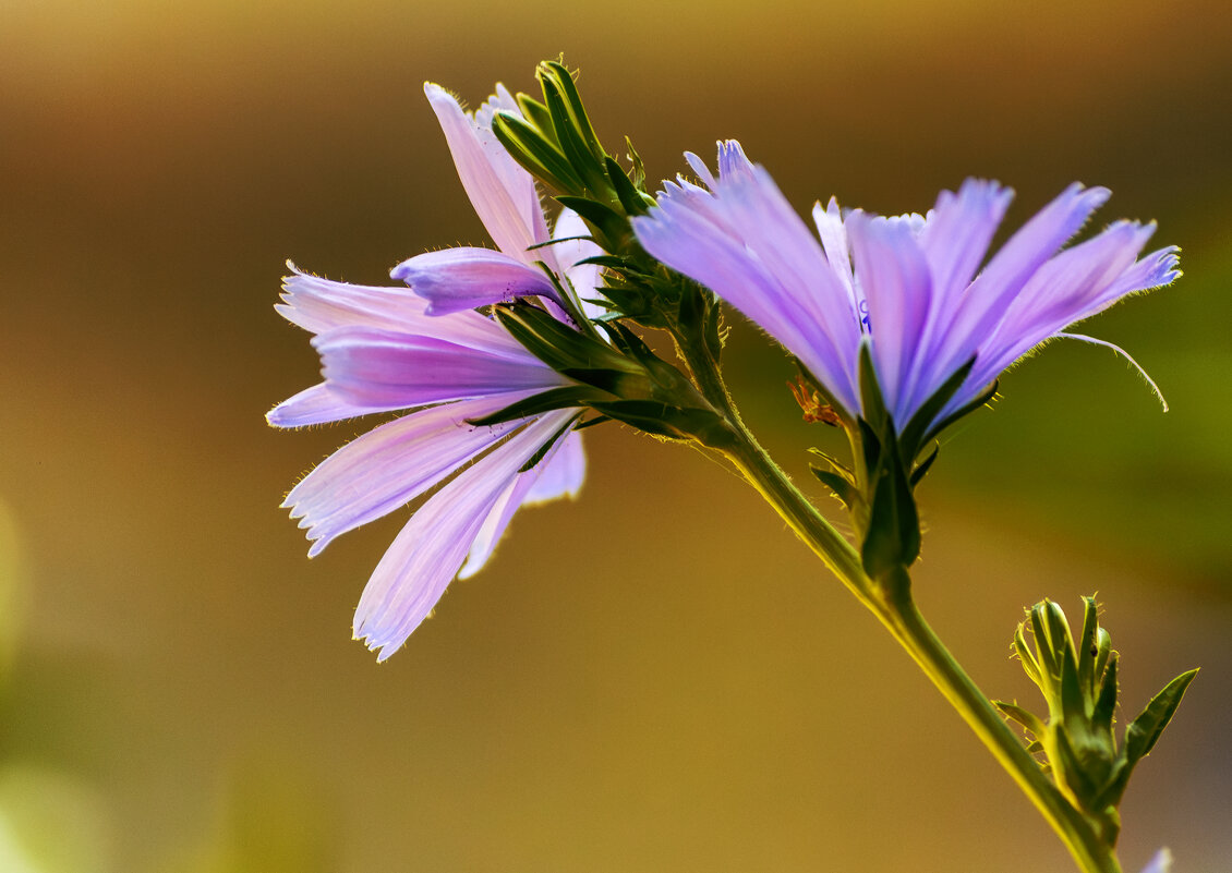 Васильки - Игорь Протасов