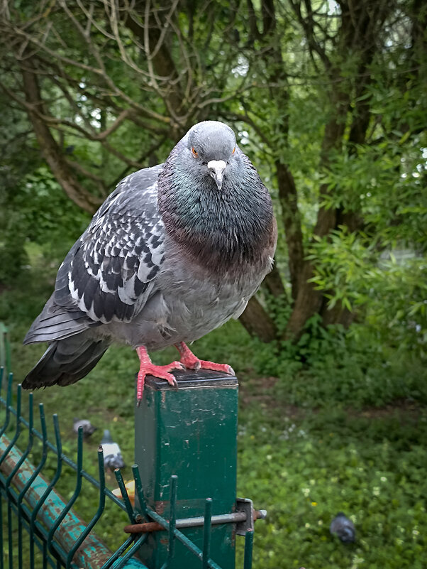 Голубок. - Лилия *