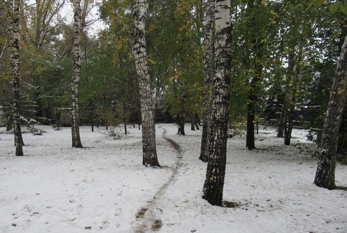 Березы - Андрей Макурин