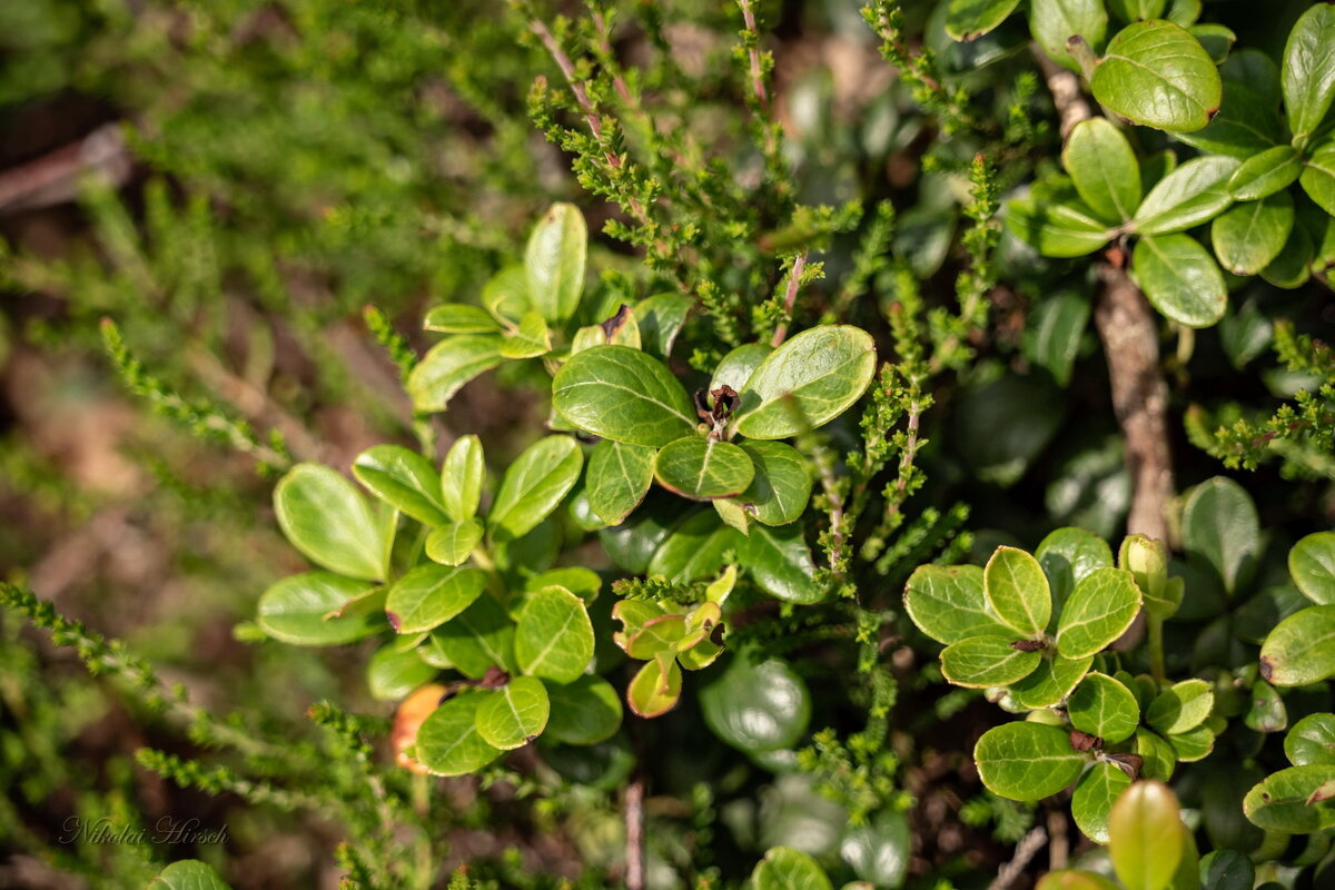 Про бруснику... - Николай Гирш