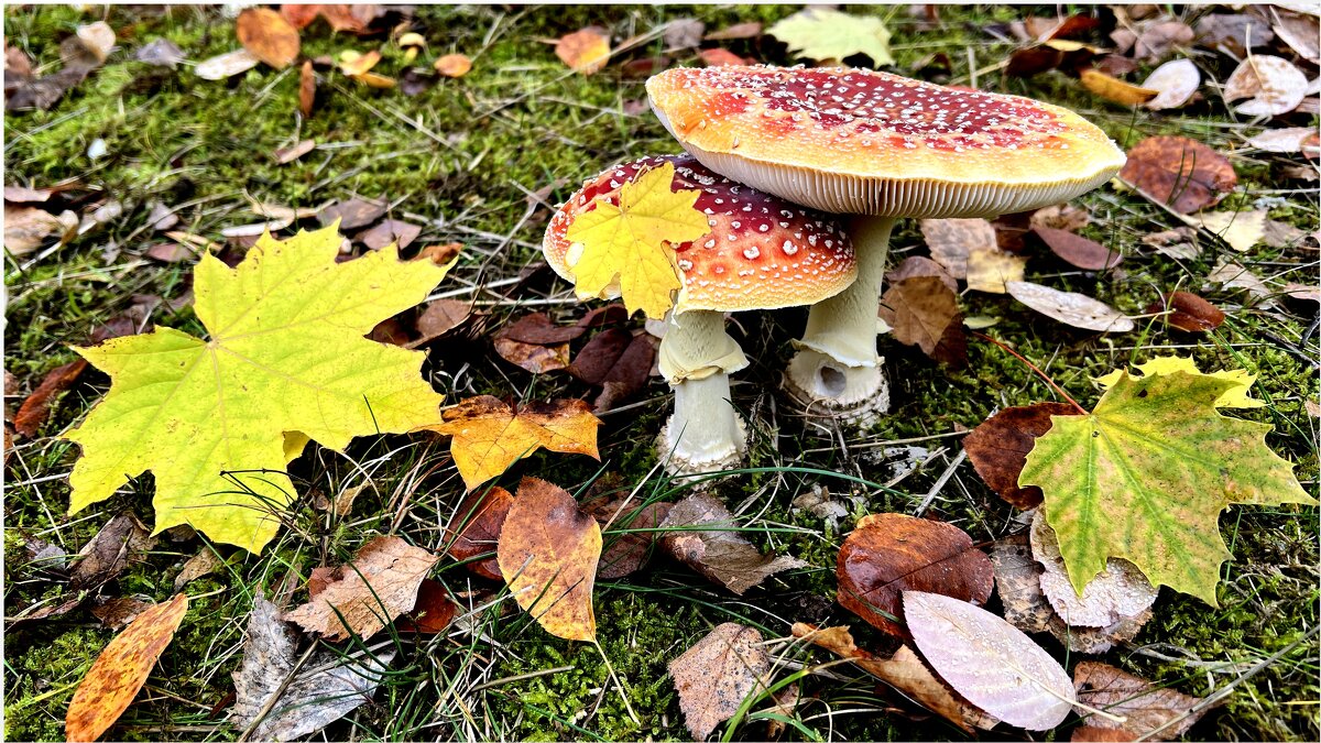 "Загадки о мухоморах"... С белой ножкой, в красной шапке - "The Natural World" Александер