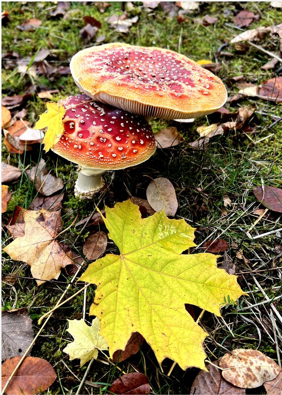 У меня нарядный вид, Жаль, я очень ядовит. - "The Natural World" Александер