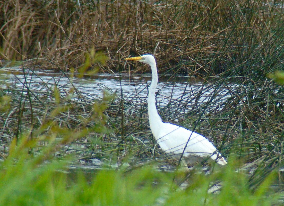 большая белая цапля - gawrilа - dan